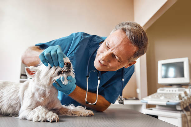 Best Weekend Emergency Dentist in Reedspt, OR